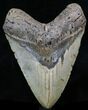 Large Megalodon Tooth - North Carolina #32817-2